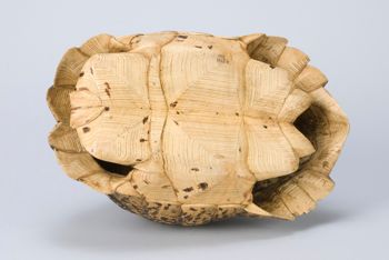 Media type: image;   Herpetology R-18156 Description: Image taken for Time and Time Again exhibit at Collection of Historical Scientific Instruments.;